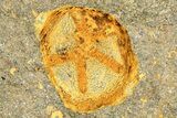 Plate Of Starfish, Edrioasteroids, Crinoid & Trilobite - Pos/Neg #254040-5